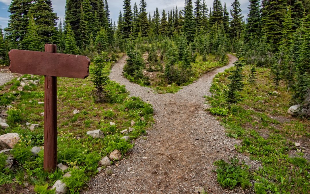 Imagen de un bosque de abetos, en el que un camino que se bifurca en 2